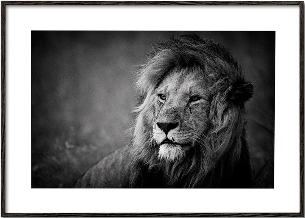 Portrét lva ve fotografii – Black Frame