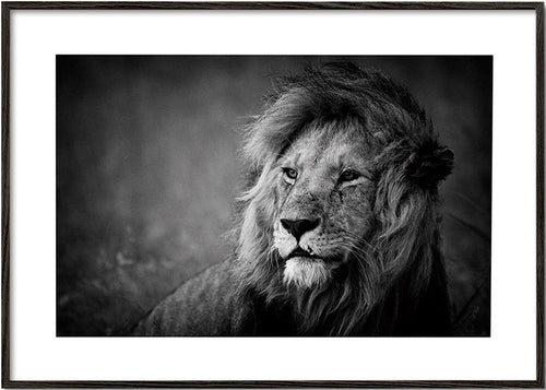 Portrét lva ve fotografii – Black Frame