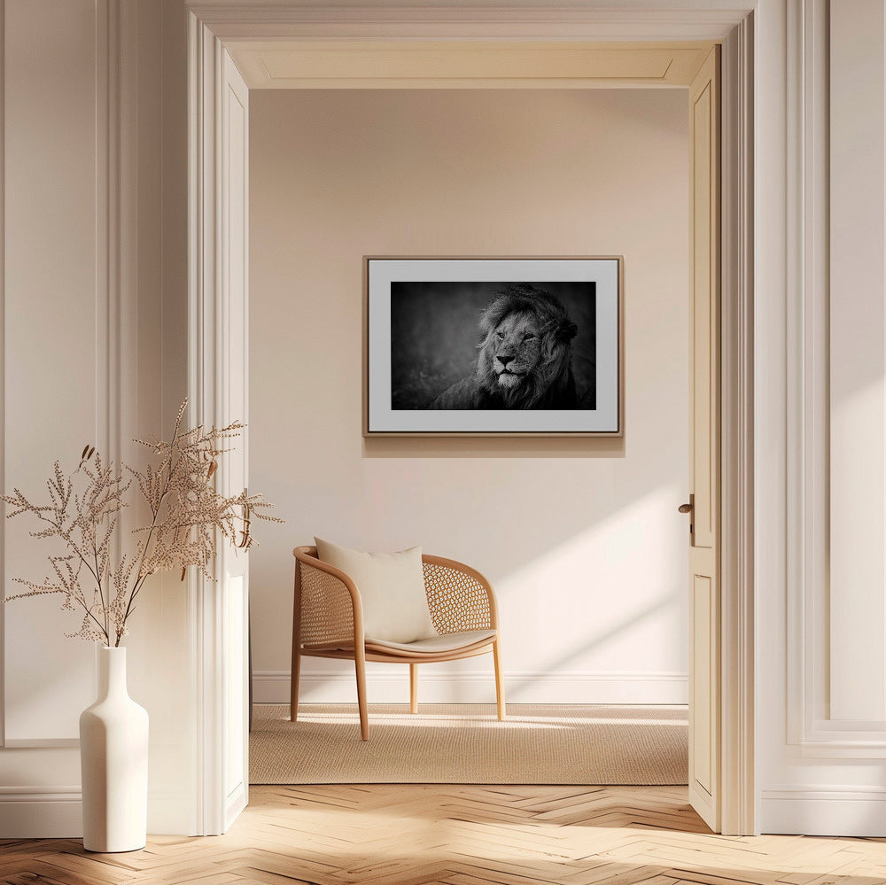 Portrét lva ve fotografii – Canvas2