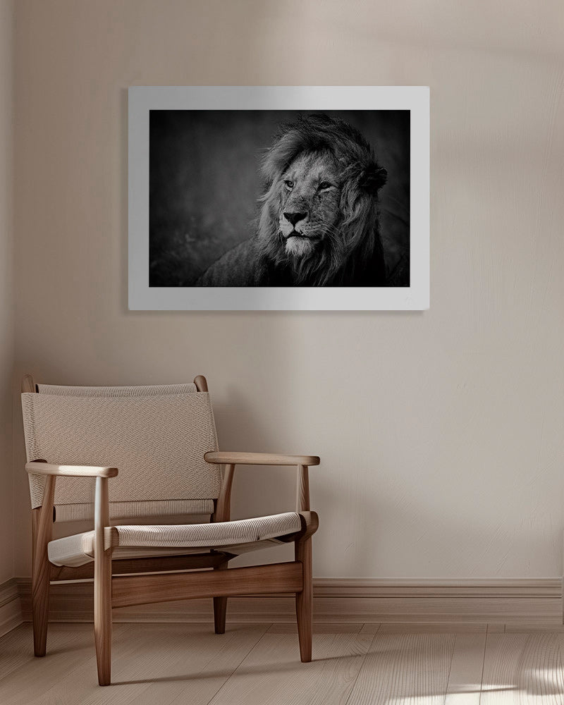 Portrét lva ve fotografii – Canvas
