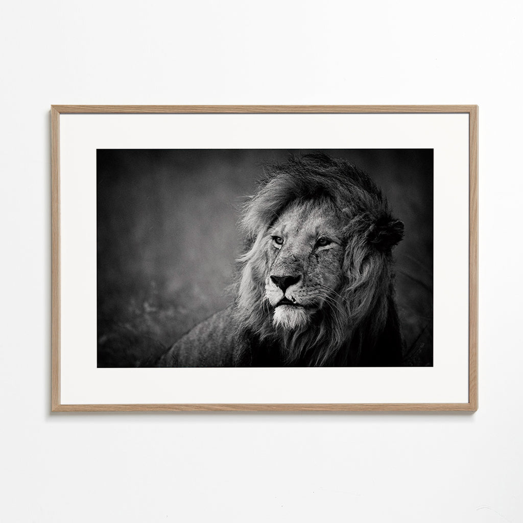 Portrét lva ve fotografii – Oak Frame