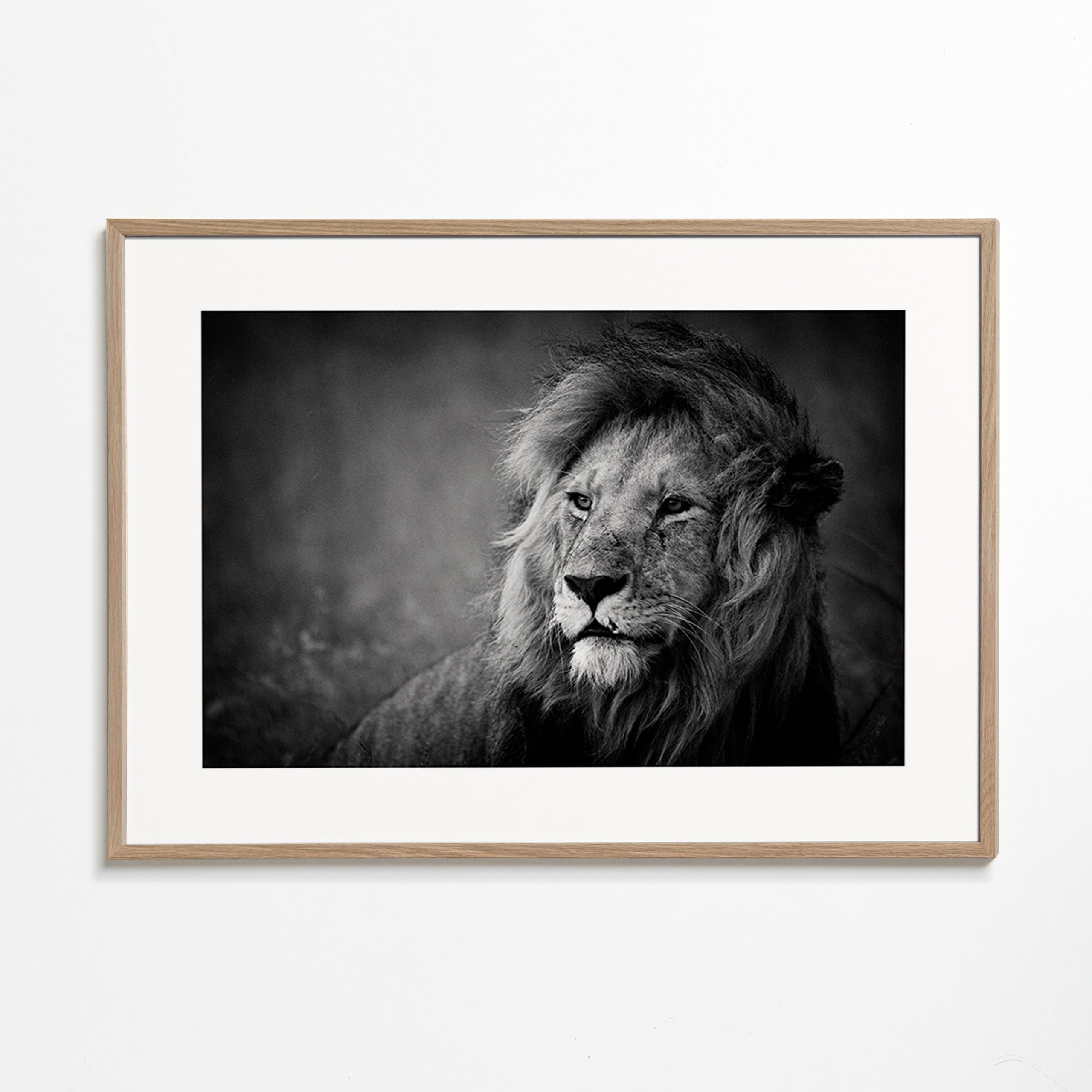 Portrét lva ve fotografii – Oak Frame
