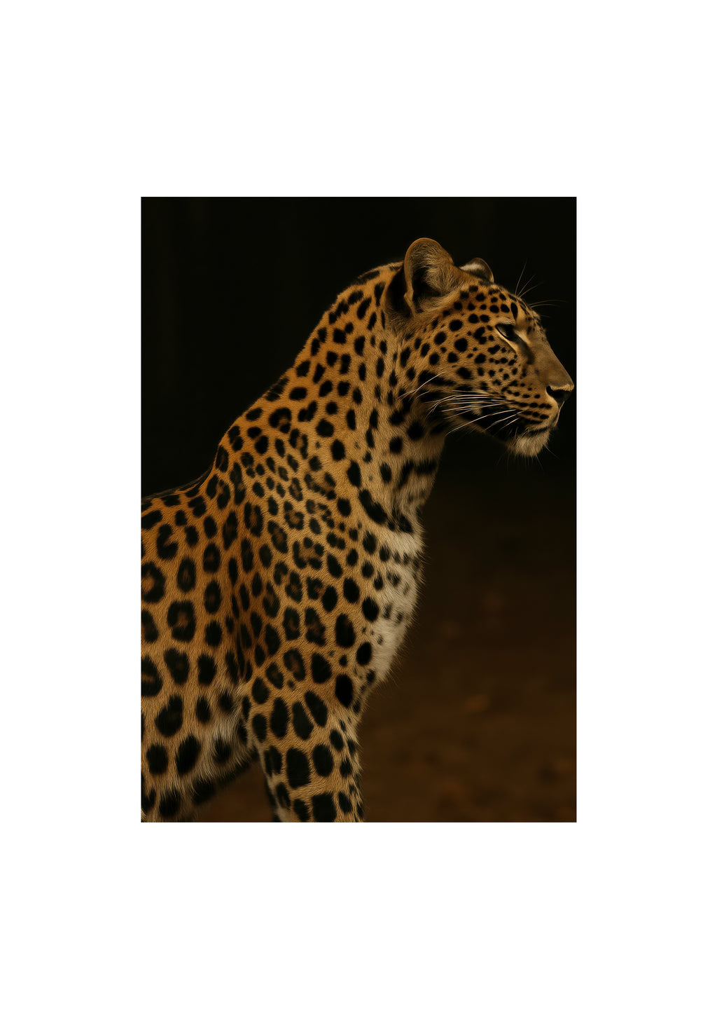 Leopard Profile - Unframed art print