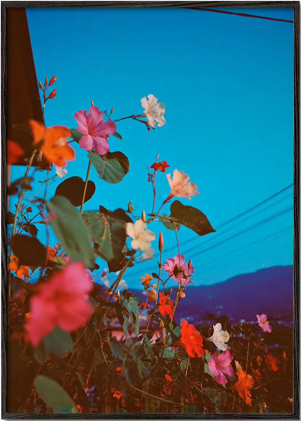 Botanický plakát: bougainvillea za soumraku