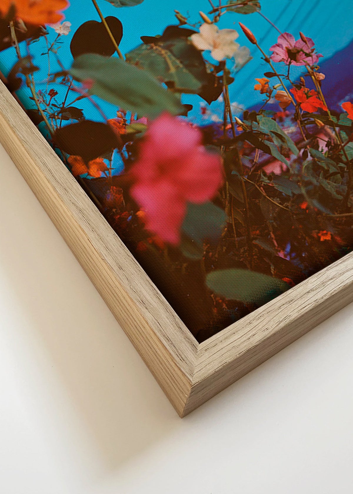 Botanický plakát: bougainvillea za soumraku