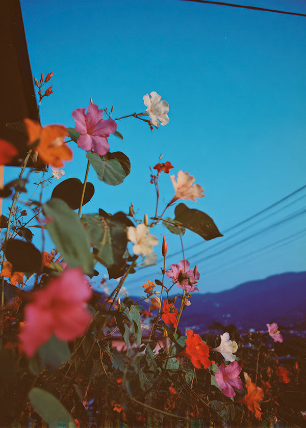 Botanický plakát: bougainvillea za soumraku