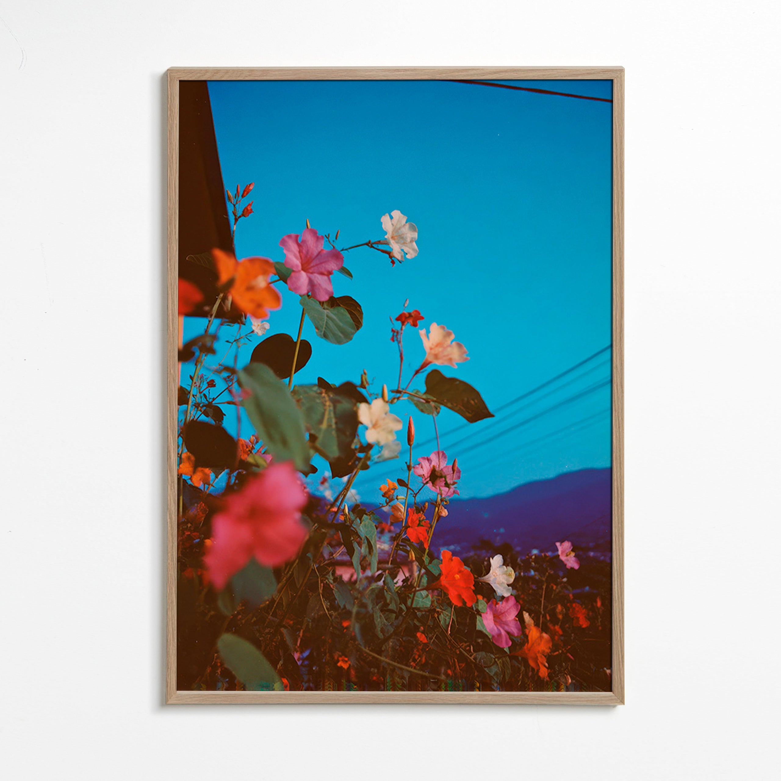 Botanický plakát: bougainvillea za soumraku