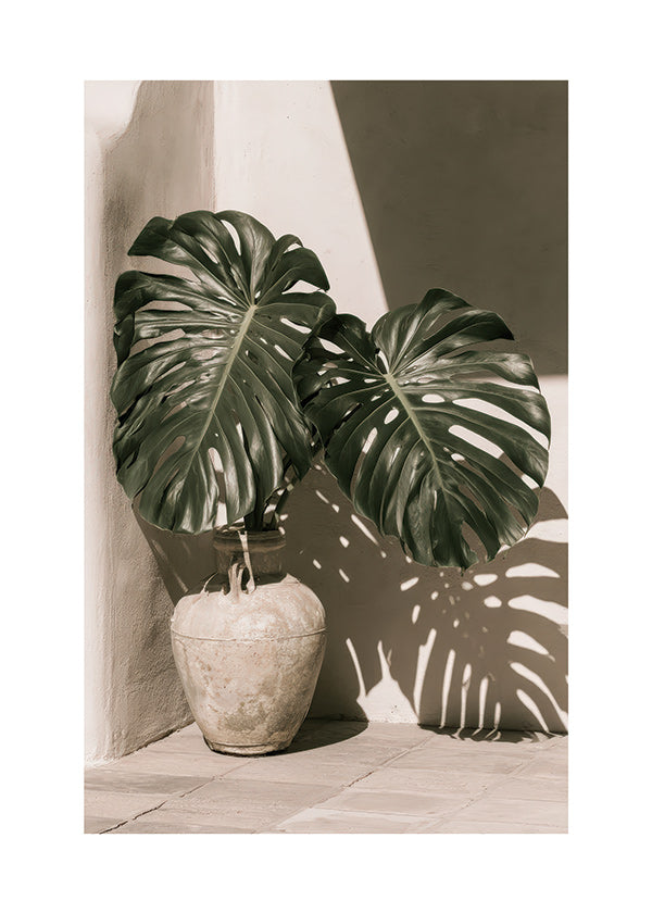 Botanický plakát Monstera v květináči