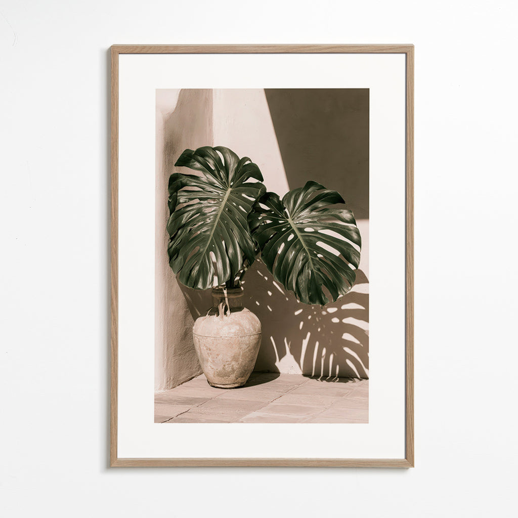 Botanický plakát Monstera v květináči